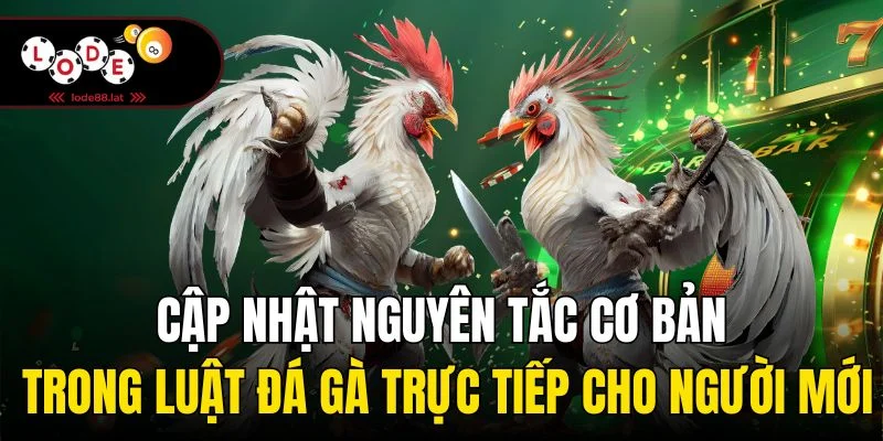 Cập nhật nguyên tắc cơ bản trong luật đá gà trực tiếp cho người mới