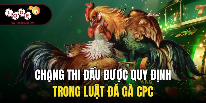Chạng thi đấu được quy định trong luật đá gà CPC