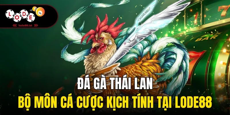 Những chiến kê đá Thái Lan sở hữu ngoại hình săn chắc, dẻo dai