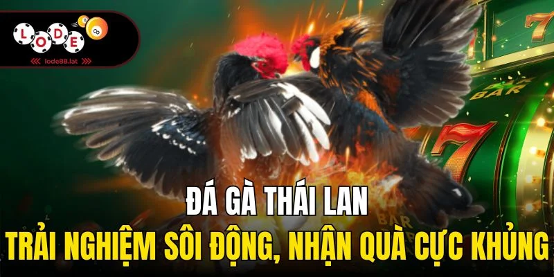 Đá gà Thái Lan - Trải nghiệm sôi động, nhận quà cực khủng