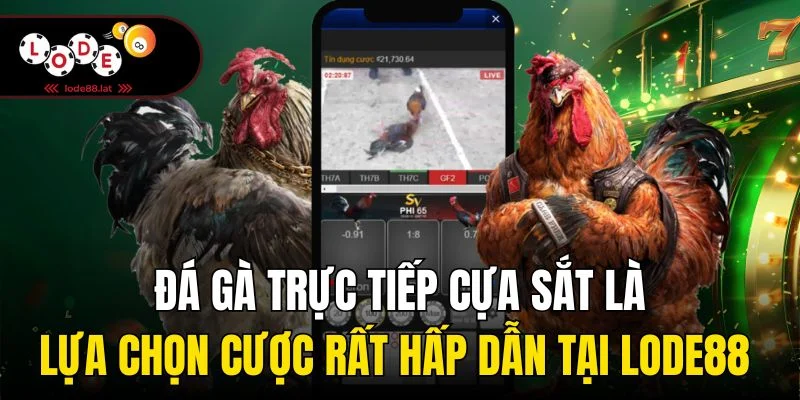 Đá gà trực tiếp cựa sắt là lựa chọn cược rất hấp dẫn tại Lode88