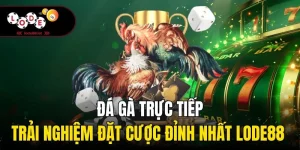 Đá Gà Trực Tiếp| Trải Nghiệm Đặt Cược Đỉnh Nhất Lode88