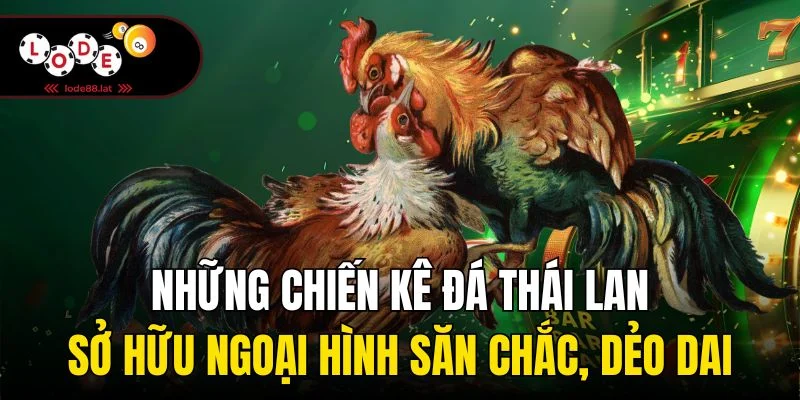 Những chiến kê đá Thái Lan sở hữu ngoại hình săn chắc, dẻo dai