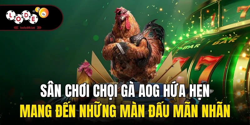 Sân chơi chọi gà AOG hứa hẹn mang đến những màn đấu mãn nhãn